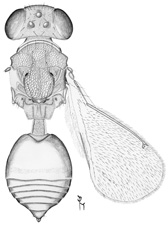 reticulatus